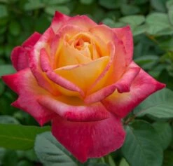 Rosier Oriental PEACE ® Baipeace