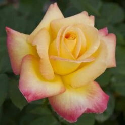 Rosier Oriental PEACE ® Baipeace -Garden Supplies Sales Shop 1058 2912 2408 2534a rosier pullman orient express baipeace mi t1000