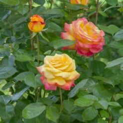 Rosier Grimpant Oriental PEACE ® Baipeacesar