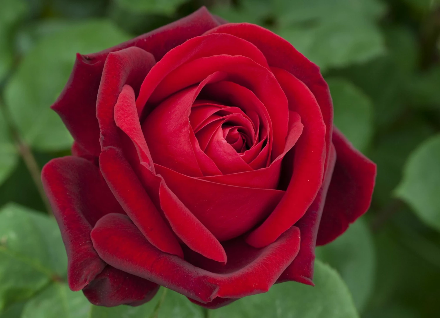 Rosier EDITH PIAF ® Meiramboys 6 Rosier EDITH PIAF ® Meiramboys - Image 4