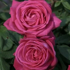 Rosier LOLITA LEMPICKA ® Meizincaro 8 Rosier LOLITA LEMPICKA ® Meizincaro -Garden Supplies Sales Shop 1063 2953a rosier lolita lempicka meizincaro mi t1000