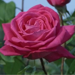 Rosier LOLITA LEMPICKA ® Meizincaro