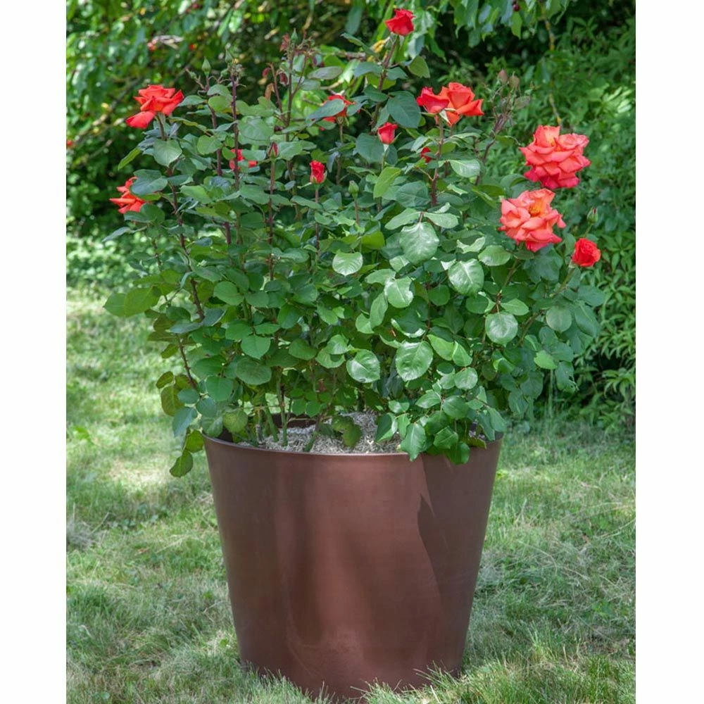 Rosier CHRISTOPHE COLOMB ® Meironsse 9 Rosier CHRISTOPHE COLOMB ® Meironsse - Image 7