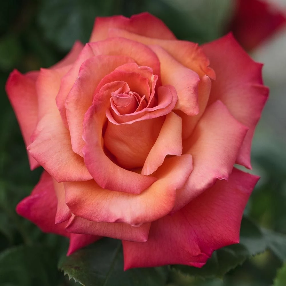 Rosier Grimpant CHRISTOPHE COLOMB ® Meironssesar 4 Rosier Grimpant CHRISTOPHE COLOMB ® Meironssesar - Image 2