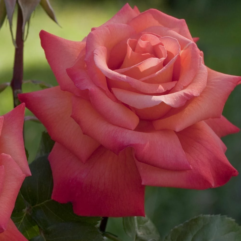 Rosier CHRISTOPHE COLOMB ® Meironsse 6 Rosier CHRISTOPHE COLOMB ® Meironsse - Image 4