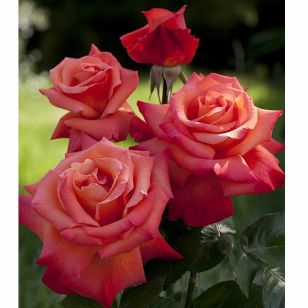 Rosier Tige CHRISTOPHE COLOMB ® Meironsse 4 Rosier Tige CHRISTOPHE COLOMB ® Meironsse - Image 2