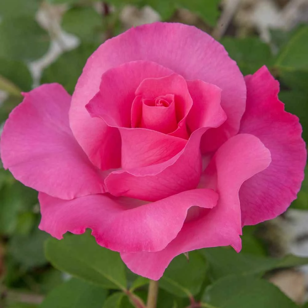 Rosier THE Mc CARTNEY ROSE ® Meizeli 3 Rosier THE Mc CARTNEY ROSE ® Meizeli