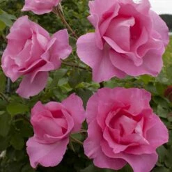 Rosier THE Mc CARTNEY ROSE ® Meizeli 10 Rosier THE Mc CARTNEY ROSE ® Meizeli -Garden Supplies Sales Shop 1067 2965a rosier the mc cartney rose meizeli t1000
