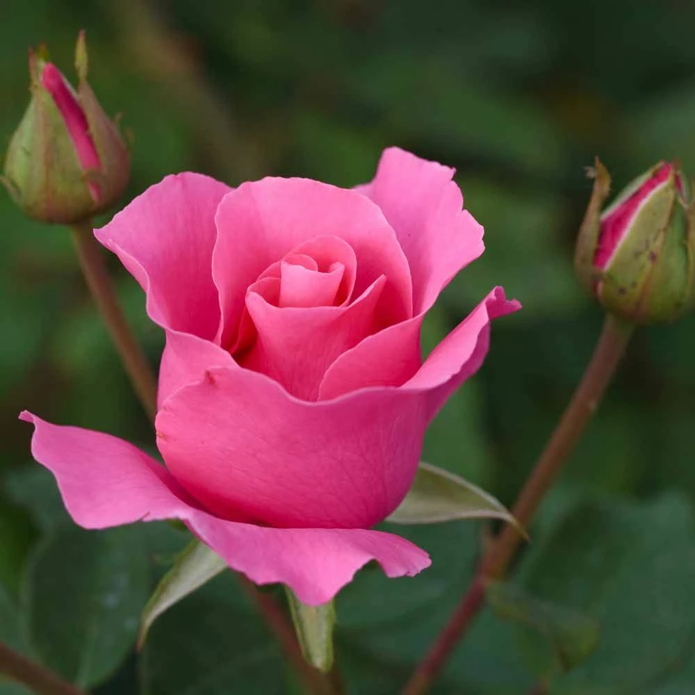 Rosier THE Mc CARTNEY ROSE ® Meizeli 4 Rosier THE Mc CARTNEY ROSE ® Meizeli - Image 2