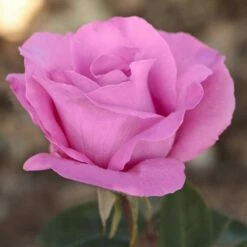 Rosier THE Mc CARTNEY ROSE ® Meizeli 9 Rosier THE Mc CARTNEY ROSE ® Meizeli -Garden Supplies Sales Shop 1067 2965c rosier the mc cartney rose meizeli t1000