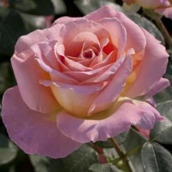 Rosier ELLE ® Meibderos -Garden Supplies Sales Shop 1070 2915b rosier elle meibderos mi t1000