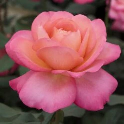 Rosier JAZZ FESTIVAL ® Meizizany -Garden Supplies Sales Shop 1076a rosier jazz festival meizizany 2m t1000