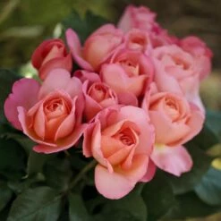 Rosier JAZZ FESTIVAL ® Meizizany -Garden Supplies Sales Shop 1076b rosier jazz festival meizizany 2m t1000