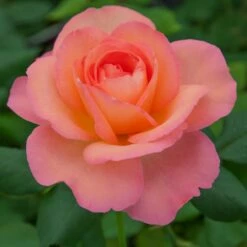 Rosier JAZZ FESTIVAL ® Meizizany -Garden Supplies Sales Shop 1076c rosier jazz festival meizizany 2m t1000