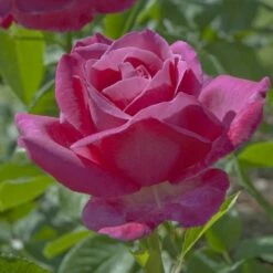 Rosier CAPRICE DE MEILLAND ® Meisionver 8 Rosier CAPRICE DE MEILLAND ® Meisionver -Garden Supplies Sales Shop 1079 2928 rosier caprice de meilland meisionver mm t1000