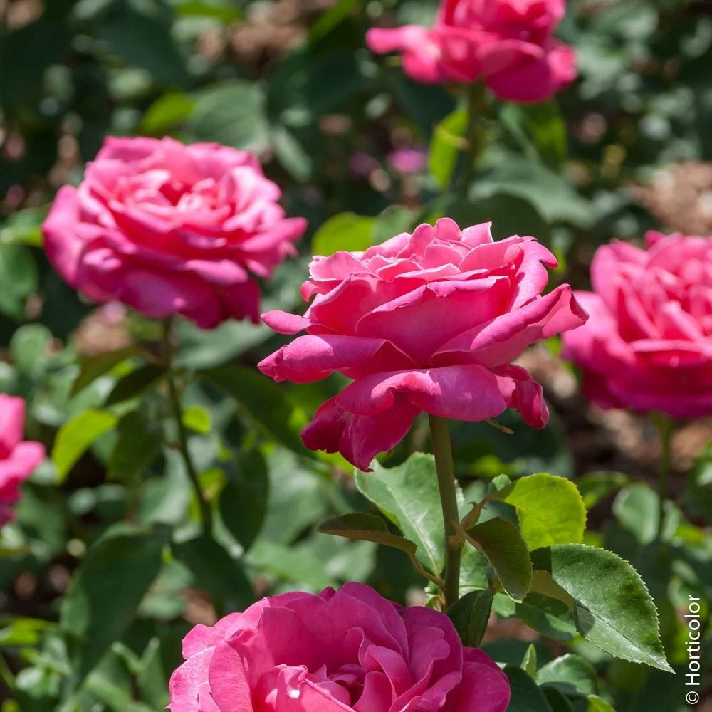 Rosier Tige CAPRICE DE MEILLAND ® Meisionver 4 Rosier Tige CAPRICE DE MEILLAND ® Meisionver - Image 2