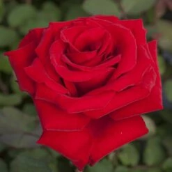 Rosier MARCEL PAGNOL ® Meisoyris