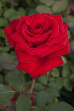 Rosier MARCEL PAGNOL ® Meisoyris -Garden Supplies Sales Shop 1082c marcel pagnol r meisoyris 13 03782 hd