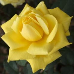 Rosier Golden PERFUMELLA ® Meifazeda -Garden Supplies Sales Shop 1084 2932b rosier nicolas hulot meifazeda mi t1000