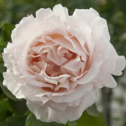 Rosier ANDRE LE NOTRE ® Meiceppus -Garden Supplies Sales Shop 1086 2947 2522 rosier andre le notre meiceppus mm t1000