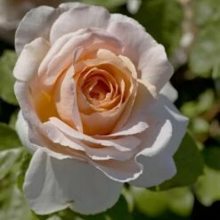 Rosier Grimpant ANDRE LE NOTRE ® Meilinday 10 Rosier Grimpant ANDRE LE NOTRE ® Meilinday -Garden Supplies Sales Shop 1086 2947 2522 rosier andre le notre meiceppus mm t1000 2 1