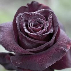 Rosier Black BACCARA ® Meidebenne -Garden Supplies Sales Shop 1089b rosier black baccara meidebenne mi t1000 1