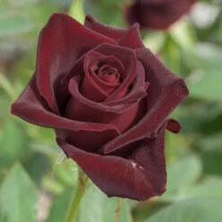Rosier Black BACCARA ® Meidebenne -Garden Supplies Sales Shop 1089c rosier black baccara meidebenne mi t1000
