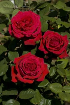 Rosier BOTERO ® Meiafone -Garden Supplies Sales Shop 1098 rosier botero meiafone 2705 hd mi