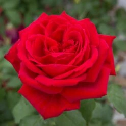 Rosier BOTERO ® Meiafone -Garden Supplies Sales Shop 1098b rosier botero meiafone hd mi