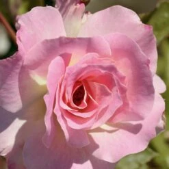 Rosier CHARLES AZNAVOUR ® Meibeausai -Garden Supplies Sales Shop 1103 rosier charles aznavour 3224 taille1000 mi