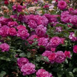 Rosier MANOU MEILLAND ® Meitulimon -Garden Supplies Sales Shop 1121 1938 rosier manou meilland meitulimon t1000