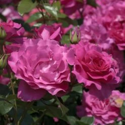 Rosier MANOU MEILLAND ® Meitulimon -Garden Supplies Sales Shop 1121 1938c rosier manou meilland meitulimon t1000