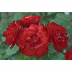 Rosier MATTHIAS MEILLAND ® Meifolio -Garden Supplies Sales Shop 1122 1939b rosier matthias meilland meifolio t1000