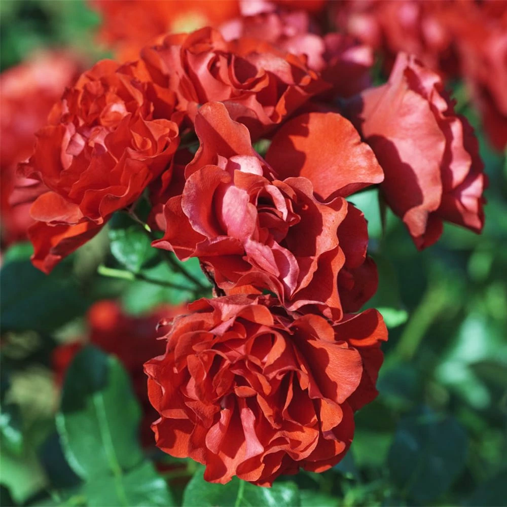 Rosier Demi-tige MATTHIAS MEILLAND ® Meifolio 3 Rosier Demi-tige MATTHIAS MEILLAND ® Meifolio