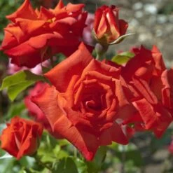 Rosier RUSTICANA ® Poppy Flash