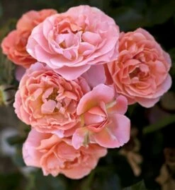 Collection Pour Un Massif Parfumé -Garden Supplies Sales Shop 1135 2 1