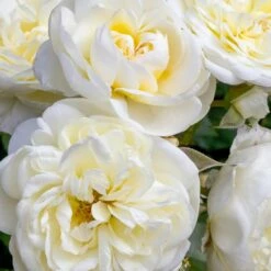 Rosier Lady ROMANTICA ® Meiperette -Garden Supplies Sales Shop 1137 2963 rosier lady romantica meiperette t1000