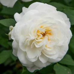 Rosier Lady ROMANTICA ® Meiperette -Garden Supplies Sales Shop 1137 2963a rosier lady romantica meiperette t1000