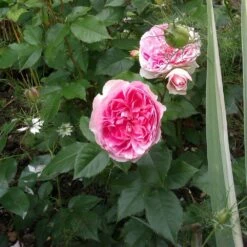 Rosier Sophia ROMANTICA ® Meisselpier 9 Rosier Sophia ROMANTICA ® Meisselpier -Garden Supplies Sales Shop 1138 2940b rosier sophia romantica meisselpier t1000