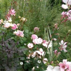 Rosier Sophia ROMANTICA ® Meisselpier 8 Rosier Sophia ROMANTICA ® Meisselpier -Garden Supplies Sales Shop 1138 2940c rosier sophia romantica meisselpier t1000