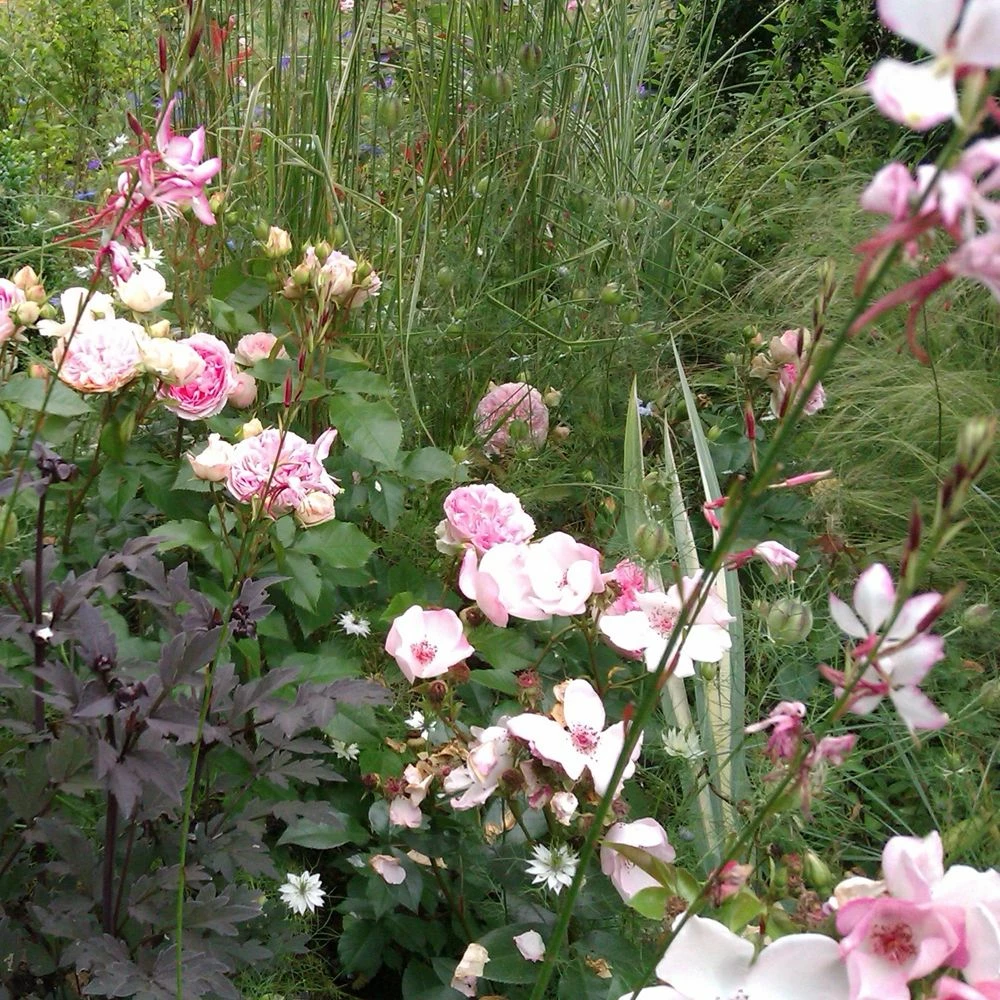 Rosier Sophia ROMANTICA ® Meisselpier 5 Rosier Sophia ROMANTICA ® Meisselpier - Image 3