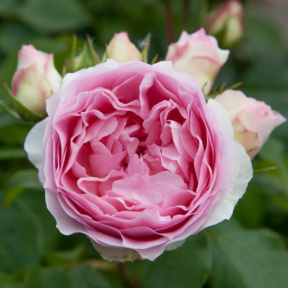 Rosier Sophia ROMANTICA ® Meisselpier 4 Rosier Sophia ROMANTICA ® Meisselpier - Image 2