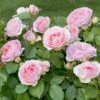 Rosier Sophia ROMANTICA ® Meisselpier -Garden Supplies Sales Shop 1138 2940e rosier sophia romantica meisselpier t1000