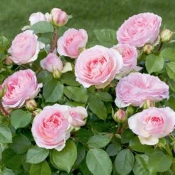 Rosier Sophia ROMANTICA ® Meisselpier