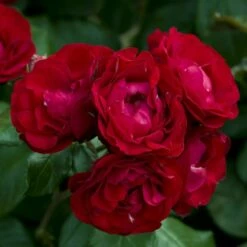 Rosier BAL MASQUE Meilarkanj