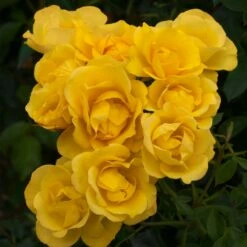 Rosier RAYON DE SOLEIL ® Meianycid -Garden Supplies Sales Shop 1140 rosier rayon de soleil meianycid t1000