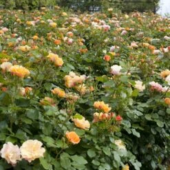 Rosier TEQUILA ® II Meipomolo -Garden Supplies Sales Shop 1144a rosier tequila meipomolo t1000