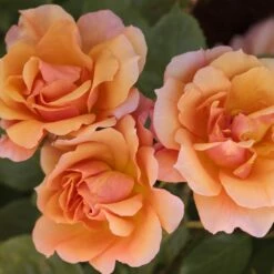 Rosier TEQUILA ® II Meipomolo -Garden Supplies Sales Shop 1144c rosier tequila meipomolo t1000