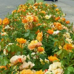 Rosier TEQUILA ® II Meipomolo -Garden Supplies Sales Shop 1144d rosier tequila meipomolo t1000