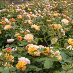 Rosier TEQUILA ® II Meipomolo